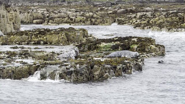 Rocky tidal coast with moss-covered boulders