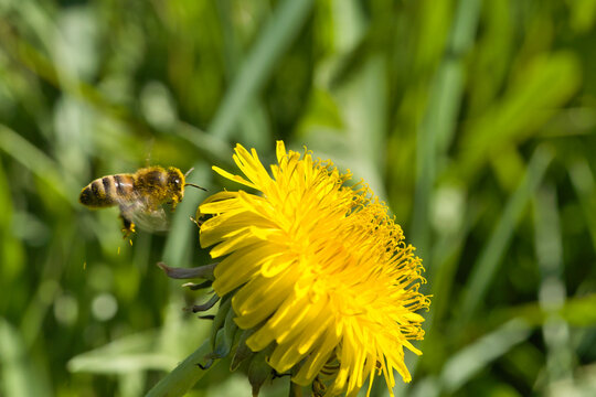 Bee approaching a yellow dandelion flower.