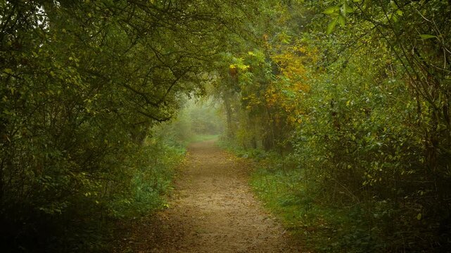 Forest trail curving under arch of green trees surrounded by golden autumn tones and mist. Morning haze dancing between trees shaping mysterious rhythm. Woodland path bending through foggy foliage