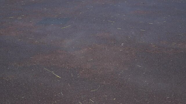Dark wet asphalt surface with scattered small debris and faint tire marks. No animals or plants visible in frame. Surface appears freshly paved or recently cleaned