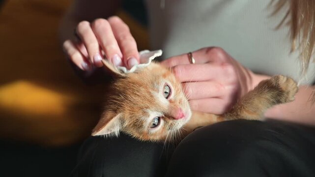 A person gently cleans an orange kitten's ears while sitting in a warm indoor environment. The kitten appears playful and curious during the grooming process, showcasing their bond