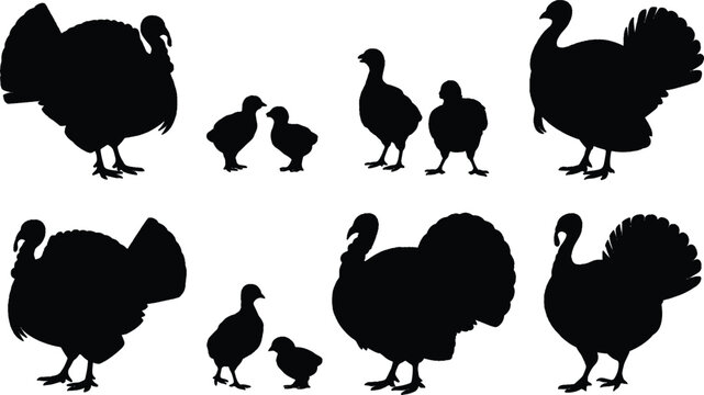 Black silhouettes of turkeys and chicks standing in a group on white background