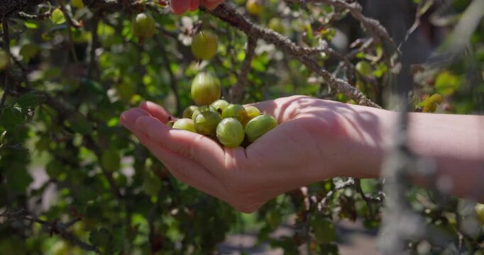 Hand mit Stachelbeeren bewegt sich zum Busch