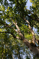 Fototapeta premium Majestic Oak Tree From Below in Sunlit Green Forest Canopy on Clear Summer Day