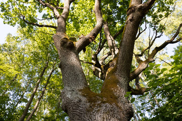 Fototapeta premium Ancient Oak Tree Trunk and Lush Green Canopy in Sunlit Summer Forest