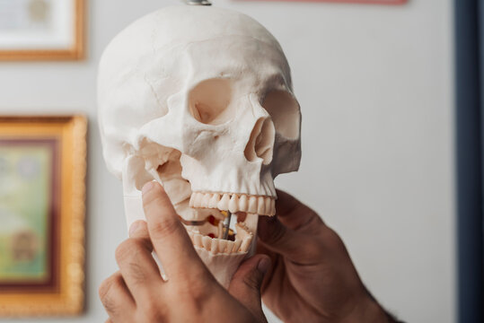 Chiropractor points to the temporomandibular joint on a skull model while explaining jaw mechanics and musculoskeletal function.