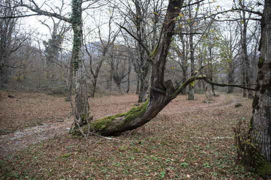 Landscape with beautiful fog in forest on hill or Trail through a mysterious winter forest with autumn leaves on the ground. Road through a winter forest. Magical atmosphere. Azerbaijan nature