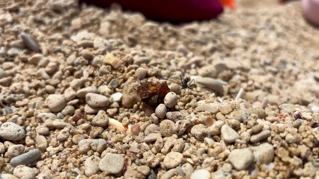 муравей тащит какой то фрукт4:18 PMClaude responded: Ant carrying a piece of fruit across sandy pebble ground, macro close-up of insect strength in natureAnt carrying a piece of fruit across sandy