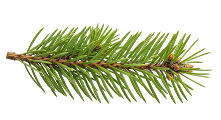 Obraz premium Fresh green pine branch with needles and pinecone isolated on transparent background