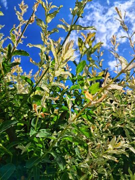 Low angle view of a decorative Japanese dappled willow bush (Salix integra 'Hakuro-Nishiki') with variegated green and white foliage under a sunny blue sky.
