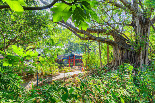 Scenic pavilion among green trees at Kowloon Park, Hong Kong