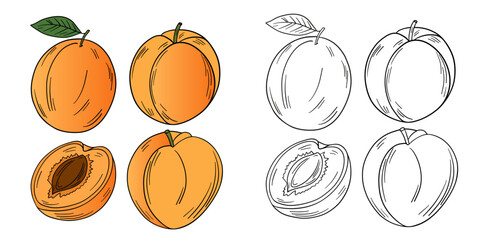 Obraz premium Hand-drawn illustration of apricots and peaches in color and black white outline. Whole fruits, sliced fruits, leaves, and natural orchard textures. Warm orange, yellow, pink, and green tones, outline