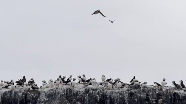 Puffin colony resting on rocky coastal cliffs