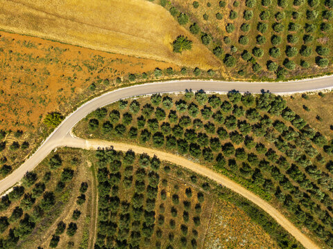 Aerial view of a winding asphalt road passing through neatly planted olive groves and golden agricultural fields in rural Albania.