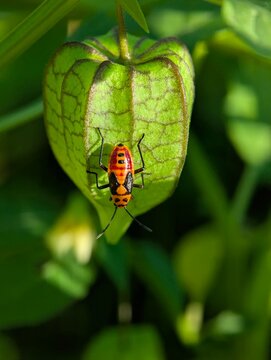 Detailed macro photograph of a red and black seed bug resting on a green physalis lantern fruit and leaf. Ideal for entomology, biodiversity, ecology, pest control, and nature themes.