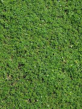 Close-up of dense green moss forming a continuous natural groundcover with subtle variations in texture and color, suitable for botanical, ecological, landscaping, and background design.