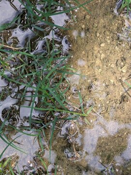 Close-up of small seashells, beach sand, and coastal grass creating a natural shoreline texture, ideal for marine, tropical, and coastal design backgrounds.