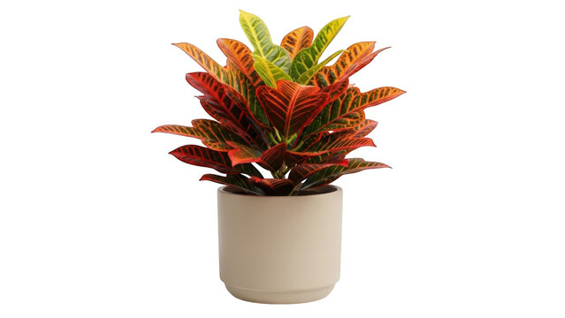 Colorful Croton Plant Isolated on Transparent Background
