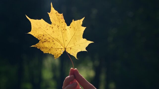 Contrasting autumn yellow maple leave in a woman hand in sunlight and glare on a dark blurred background of trees. Autumnal concept.