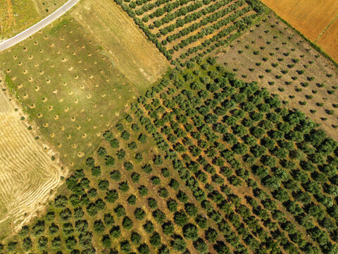 Aerial view of neat rows of olive trees and cultivated agricultural fields under bright sunlight in Albania.