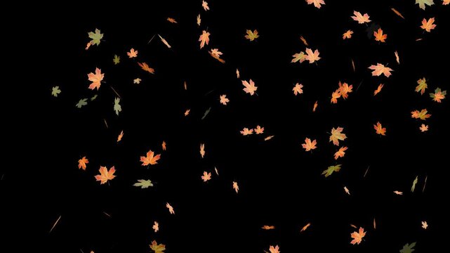 Falling autumn leaves backgrounds - isolated and loopable.Autumnal maple leaves rotation on white background. Vibrant autumn leaves gently falling. perfect for compositing, motion nature scene abstrac