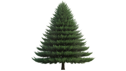 Coniferous evergreen tree with dense green foliage © Solene