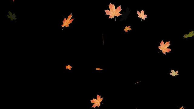Falling autumn leaves backgrounds - isolated and loopable.Autumnal maple leaves rotation on white background. Vibrant autumn leaves gently falling. perfect for compositing, motion nature scene abstrac