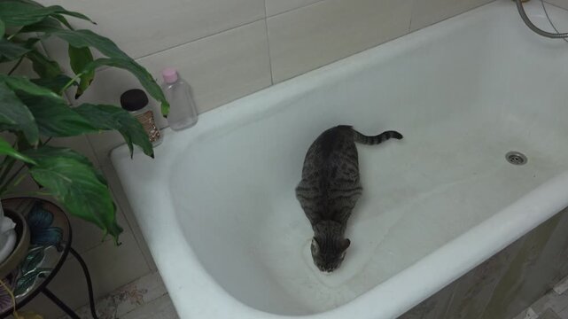 A domestic cat explores a shallow tub with running water and stops to drink from the faucet, despite being slightly annoyed by wet paws.