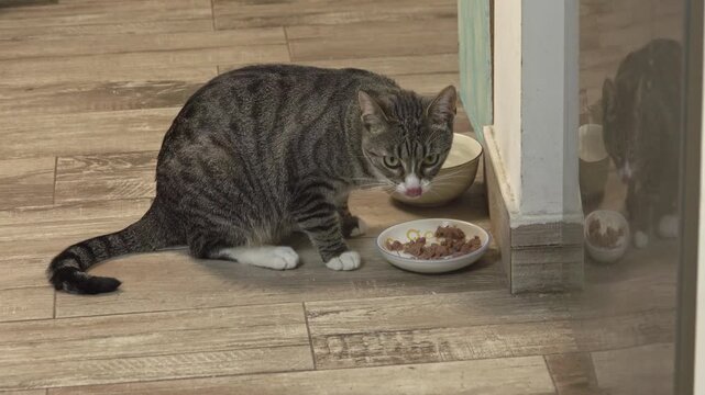 A common breed domestic cat happily devours delicious canned wet food from her feeding saucer inside a clean home environment.