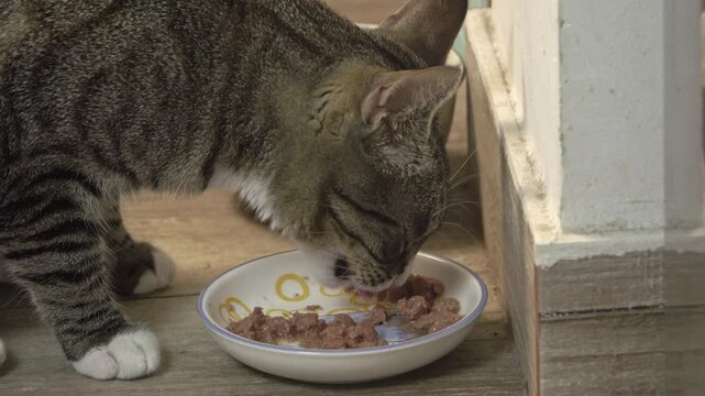 A common breed domestic cat happily devours delicious canned wet food from her feeding saucer inside a clean home environment.