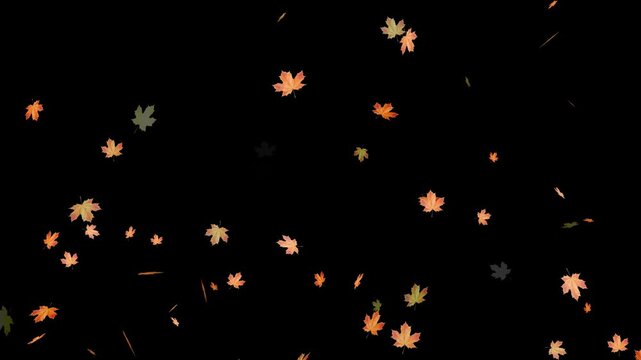 Falling autumn leaves backgrounds - isolated and loopable.Autumnal maple leaves rotation on white background. Vibrant autumn leaves gently falling. perfect for compositing, motion nature scene abstrac