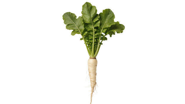 Daikon radish with green leaves and root