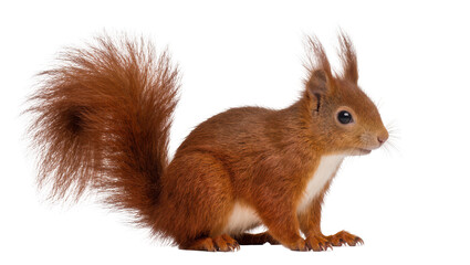 Red squirrel with bushy tail and white chest fur © Solene