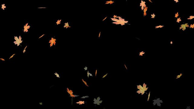 Falling autumn leaves backgrounds - isolated and loopable.Autumnal maple leaves rotation on white background. Vibrant autumn leaves gently falling. perfect for compositing, motion nature scene abstrac