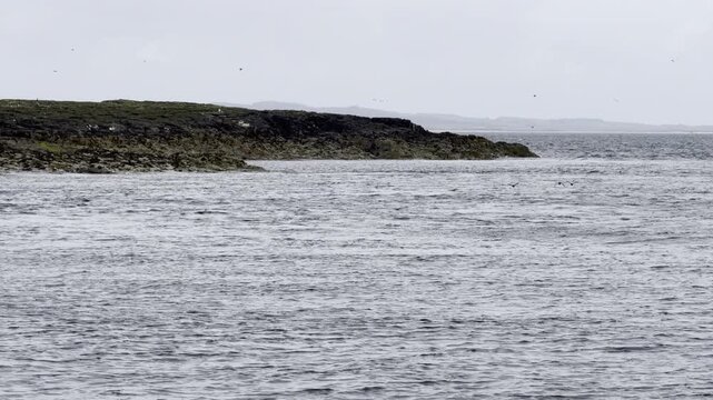 Seabirds flying over rocky coastline 