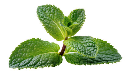 Fresh green mint leaves with textured surface and serrated edges © Aino