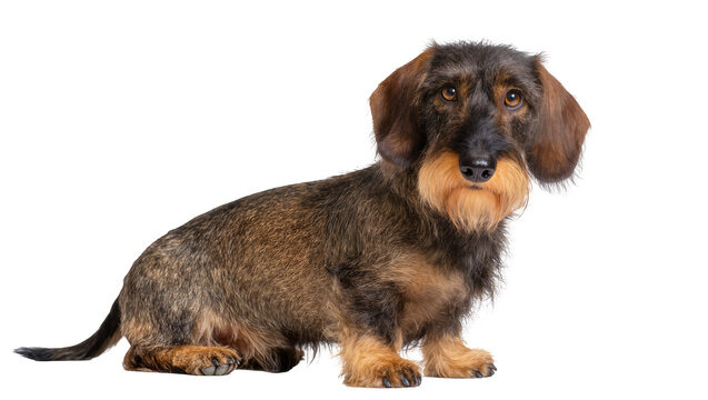 Wirehaired Dachshund dog sitting profile view
