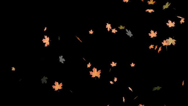 Falling autumn leaves backgrounds - isolated and loopable.Autumnal maple leaves rotation on white background. Vibrant autumn leaves gently falling. perfect for compositing, motion nature scene abstrac