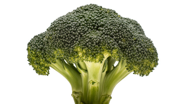 Fresh green broccoli head with thick stem