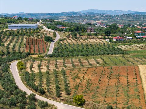 Aerial view of a winding road passing through olive groves and agricultural fields with scattered houses and distant mountains in Albania.
