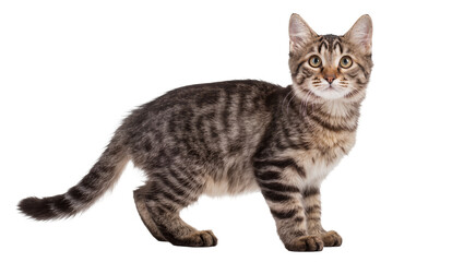 Tabby kitten with striped fur standing and looking to the side © Friedrich