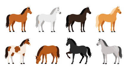 Obraz premium Set of eight horse illustrations in different coat colors