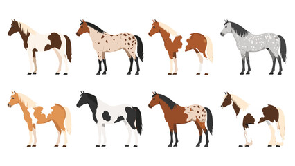 Fototapeta premium Set of horses with different coat patterns in flat vector style