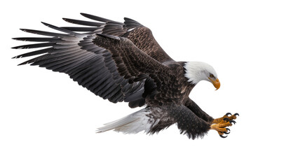 Bald eagle with wings spread talons extended, in flight © Aino