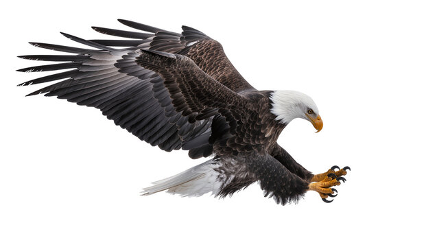 Bald eagle with wings spread talons extended, in flight