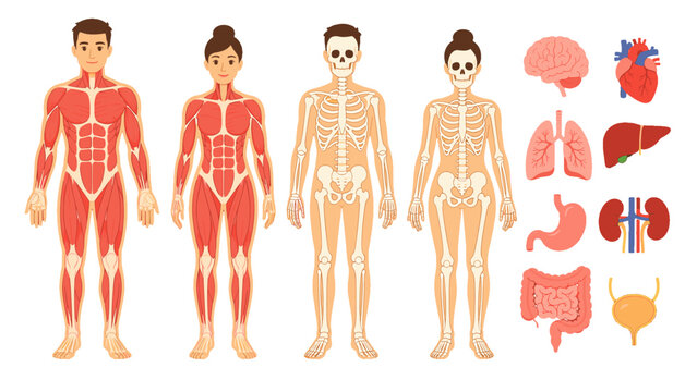 Human anatomy vector set with male and female body systems