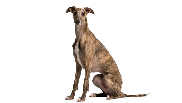 Brindle Greyhound dog sitting attentively