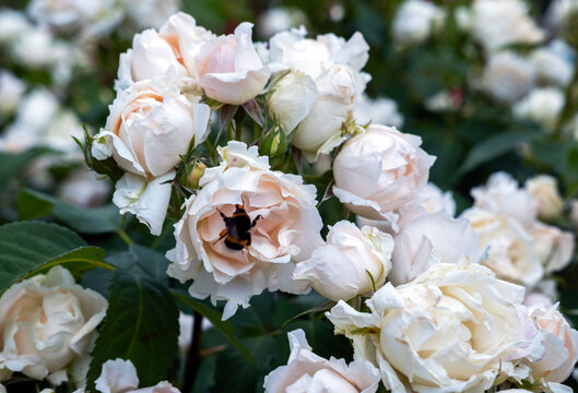 Une rose de la roseraie du jardin des plantes &agrave; paris en France au printemps



