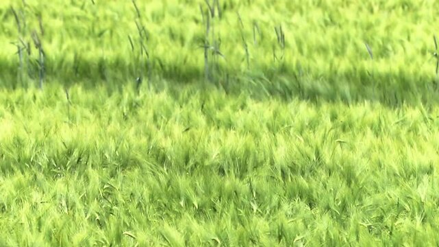 A vibrant green field of young barley plants gently sways with the wind. Sunlight illuminates the natural movement across the expansive agricultural landscape during a bright day
