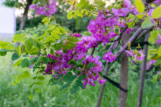 Purple black locust flowers blooming on a tree branch with fresh green compound leaves and soft meadow background. Botanical image for spring blossom, ornamental tree, garden design and flowering bran
